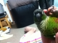 [Conure][ウロコインコ]