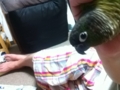 [Conure][ウロコインコ]