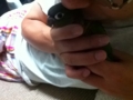 [Conure][ウロコインコ]