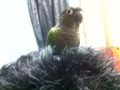 [Conure][ウロコインコ]