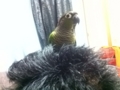[Conure][ウロコインコ]