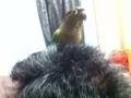 [Conure][ウロコインコ]
