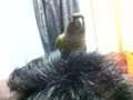 [Conure][ウロコインコ]