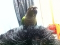 [Conure][ウロコインコ]