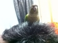 [Conure][ウロコインコ]