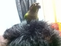 [Conure][ウロコインコ]
