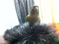 [Conure][ウロコインコ]