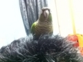 [Conure][ウロコインコ]
