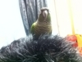 [Conure][ウロコインコ]