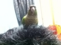 [Conure][ウロコインコ]