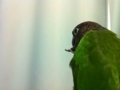 [Conure][ウロコインコ]