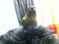 [Conure][ウロコインコ]