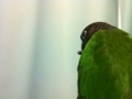 [Conure][ウロコインコ]