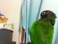 [Conure][ウロコインコ]