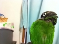 [Conure][ウロコインコ]