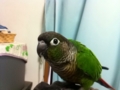[Conure][ウロコインコ]