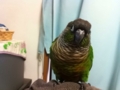 [Conure][ウロコインコ]