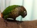 [Conure][ウロコインコ]