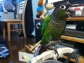 [Conure][ウロコインコ]