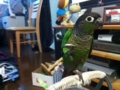 [Conure][ウロコインコ]
