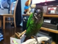 [Conure][ウロコインコ]