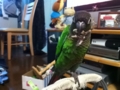 [Conure][ウロコインコ]