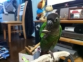 [Conure][ウロコインコ]