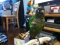 [Conure][ウロコインコ]