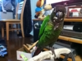 [Conure][ウロコインコ]
