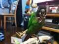 [Conure][ウロコインコ]