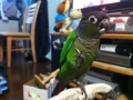 [Conure][ウロコインコ]