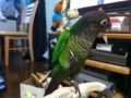 [Conure][ウロコインコ]