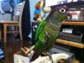 [Conure][ウロコインコ]
