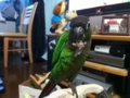 [Conure][ウロコインコ]