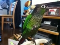 [Conure][ウロコインコ]