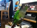 [Conure][ウロコインコ]