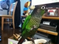 [Conure][ウロコインコ]