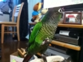[Conure][ウロコインコ]