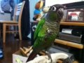 [Conure][ウロコインコ]
