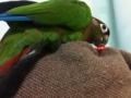 [Conure][ウロコインコ]