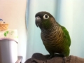 [Conure][ウロコインコ]