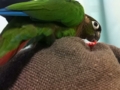 [Conure][ウロコインコ]