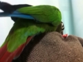 [Conure][ウロコインコ]
