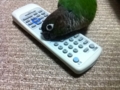 [Conure][ウロコインコ]