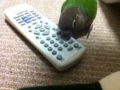 [Conure][ウロコインコ]
