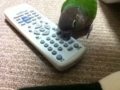 [Conure][ウロコインコ]