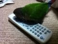 [Conure][ウロコインコ]