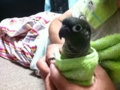 [Conure][ウロコインコ]