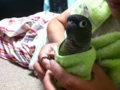 [Conure][ウロコインコ]