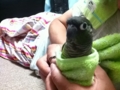 [Conure][ウロコインコ]